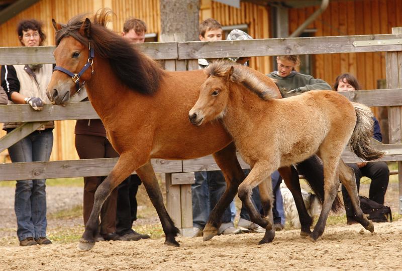 Gina von Heidmoor h.jpg